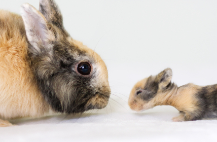 newborn bunny rabbits