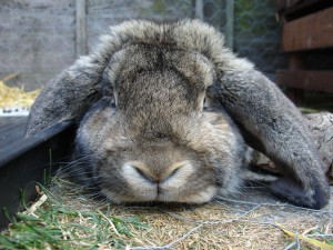 long floppy eared rabbits